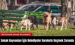 Sokak Hayvanları İçin Belediyeler Harekete Geçmek Zorunda