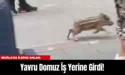 Muğla'da İlginç Anlar: Yavru Domuz İş Yerine Girdi!