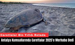 Antalya Kumsallarında Carettalar 2025’e Merhaba Dedi