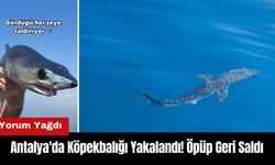 Antalya'da Köpekbalığı Yakalandı! Öpüp Geri Saldı