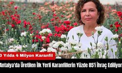 Antalya'da Üretilen İlk Yerli Karanfillerin Yüzde 85'i İhraç Ediliyor