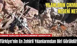 Türkiye'nin En Zehirli Yılanlarından Biri Görüldü! Uzmanı Açıkladı Öldürülmemesi Gerekiyor