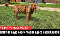 Hatay’da Kayıp Köpek Arazide Ağaca Bağlı Bulundu!