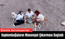 Kaplumbağaların Manavgat Çıkarması Başladı