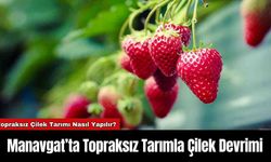 Manavgat’ta Topraksız Tarımla Çilek Devrimi