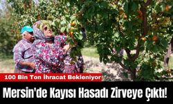 Mersin'de Kayısı Hasadı Zirveye Çıktı!