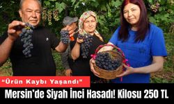 Mersin’de Siyah İnci Hasadı! Kilosu 250 Lira