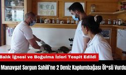 Antalya’da Sorgun Sahili’ne 2 Deniz Kaplumbağası Öl*sü Vurdu