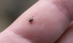 Kenelerin daha çok ısırmaya çalıştığı kan grubu belli oldu