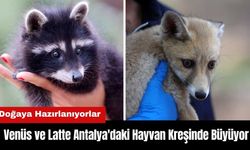 Venüs ve Latte Antalya'daki Hayvan Kreşinde Büyüyor