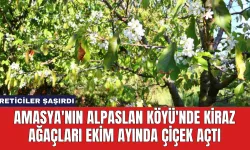 Amasya'nın Alpaslan Köyü'nde Kiraz Ağaçları Ekim Ayında Çiçek Açtı