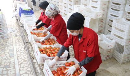 Antalya’da kış dönemi örtü altı hasadı başladı