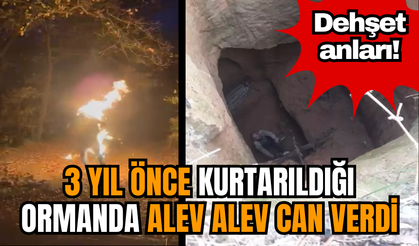 Dehşet anları! 3 yıl önce kurtarıldığı ormanda alev alev yandı