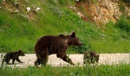 Ormanda bebek var! Yabani yavrular fotokapanlara yakalandı