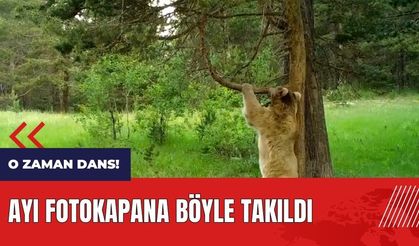 O zaman dans! Ayı fotokapana böyle takıldı