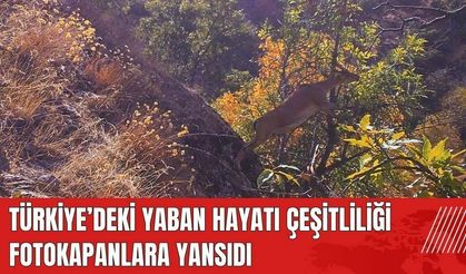 Türkiye'deki yaban hayatı çeşitliliği fotokapanlara yansıdı