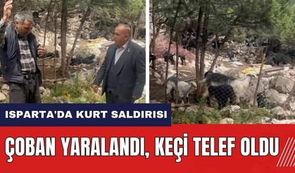 Isparta'da kurt saldırısı: Çoban yaralandı keçi telef oldu