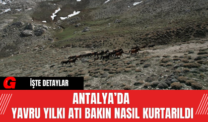 Antalya’da Yavru Yılkı Atı Bakın Nasıl Kurtarıldı