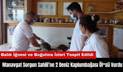 Antalya’da Sorgun Sahili’ne 2 Deniz Kaplumbağası Öl*sü Vurdu