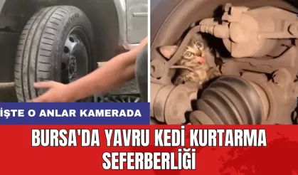 Bursa'da yavru kedi kurtarma seferberliği: İşte o anlar kamerada