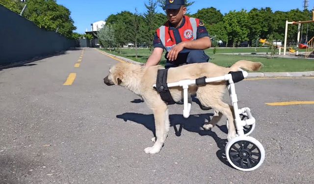 Jandarma, ayağı sakat köpeğe plastik borudan yürüteç yaptı