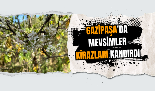 Gazipaşa'da Mevsimler Kirazları Kandırdı