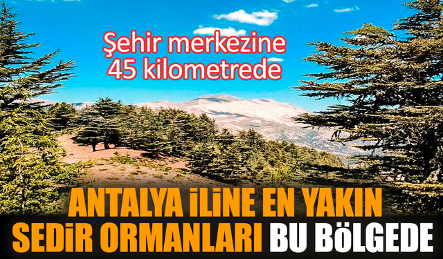 Şehir merkezine 45 kilometrede: Antalya iline en yakın sedir ormanları bu bölgede