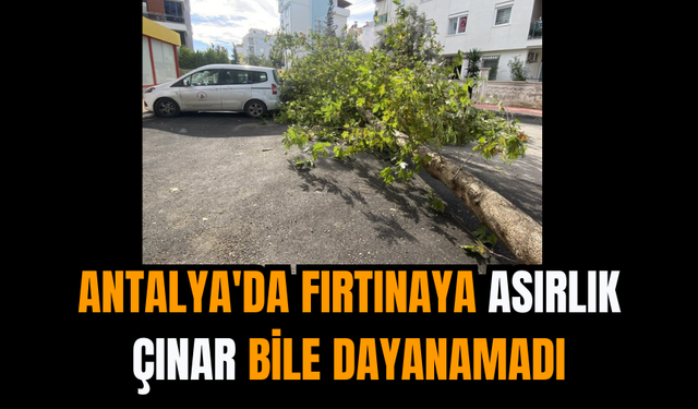 Antalya'da fırtınaya asırlık çınar bile dayanamadı