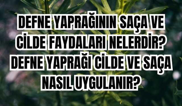 Defne yaprağının saça ve cilde faydaları nelerdir? Defne yaprağı cilde ve saça nasıl uygulanır?