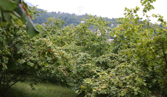 İcradan satılık hesaplı fındık bahçesi Ordu'da