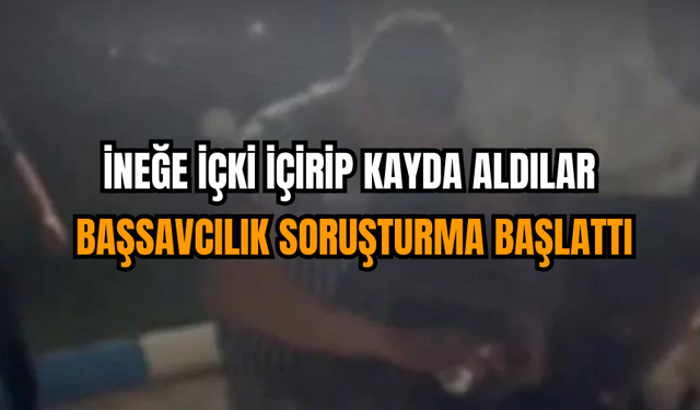 İneğe İçki İçirip Kayda Aldılar: Başsavcılık Soruşturma Başlattı