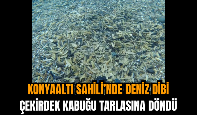 Konyaaltı Sahili’nde Deniz Dibi Çekirdek Kabuğu Tarlasına Döndü