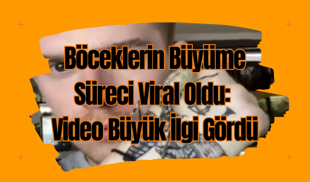 Böceklerin Büyüme Süreci Viral Oldu:  Video Büyük İlgi Gördü