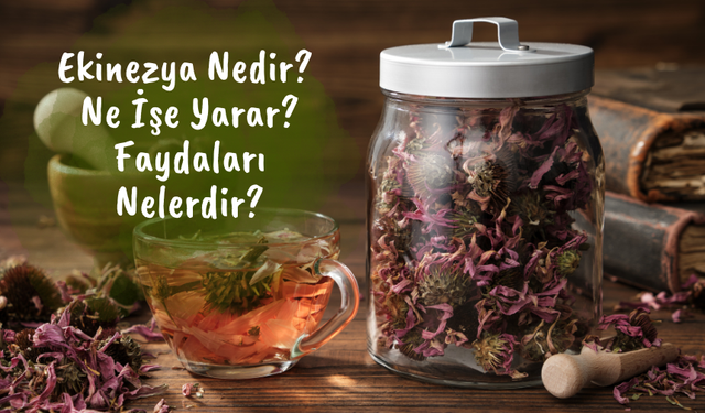 Ekinezya Nedir? Ne İşe Yarar? Faydaları Nelerdir?