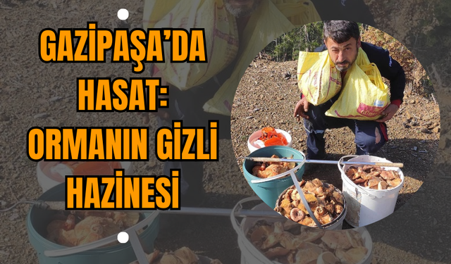 Gazipaşa’da Hasat: Ormanın Gizli Hazinesi