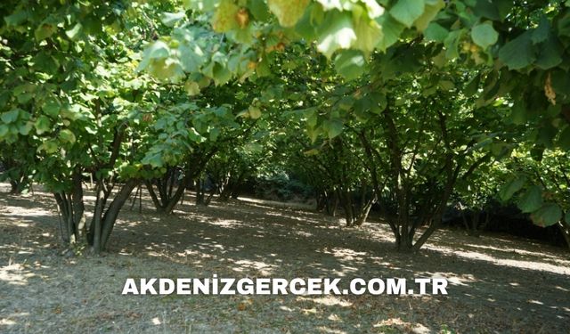 Trabzon Araklı ilçesinde icradan satılık 878 m² fındık bahçesi