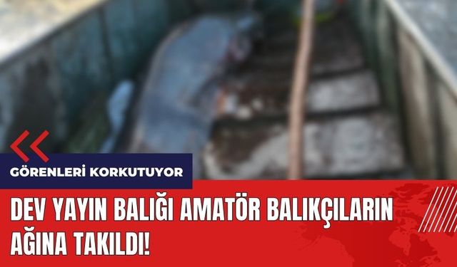 Dev yayın balığı amatör balıkçıların ağına takıldı!