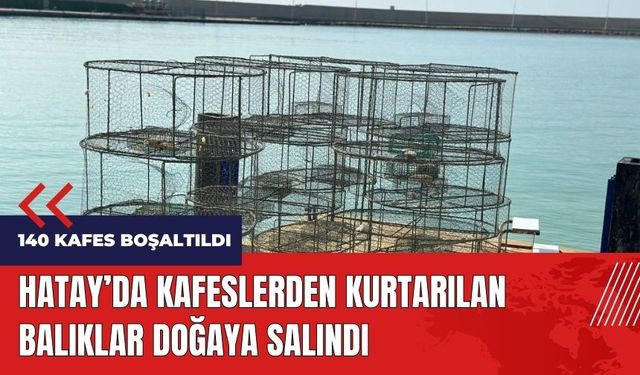 Hatay'da kafeslerden kurtarılan balıklar doğaya salındı