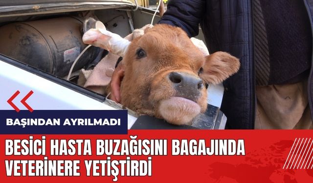 Besici hasta buzağısını bagajında veterinere yetiştirdi