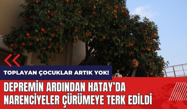 Depremin ardından Hatay'da narenciyeler çürümeye terk edildi