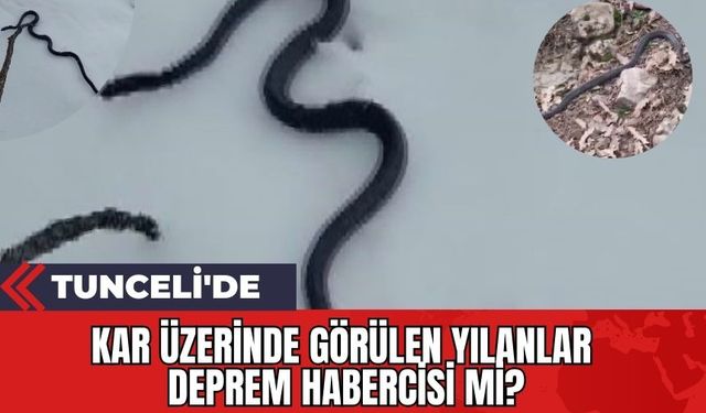 Tunceli'de Kar Üzerinde Görülen Yılanlar Deprem Habercisi mi?