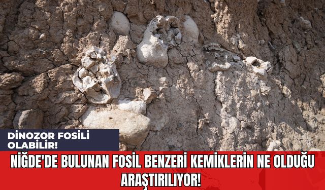 Niğde'de Bulunan Fosil Benzeri Kemiklerin Ne Olduğu Araştırılıyor! Dinozor Fosili Olabilir!