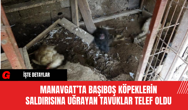 Manavgat’ta Başıboş Köpeklerin Saldırısına Uğrayan Tavuklar Telef Oldu