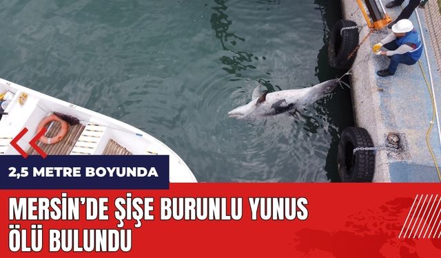 Mersin'de şişe burunlu yunus ölü bulundu