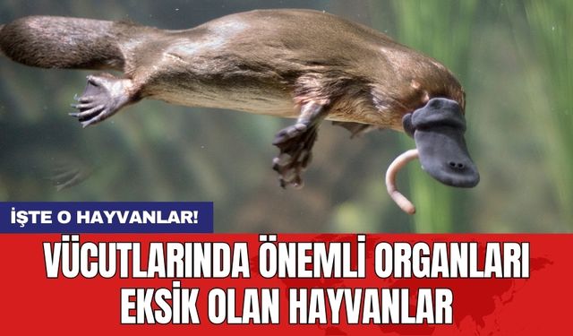 Vücutlarında önemli organları eksik olan hayvanlar