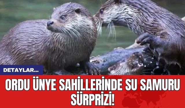 Ordu Ünye Sahillerinde Su Samuru Sürprizi!