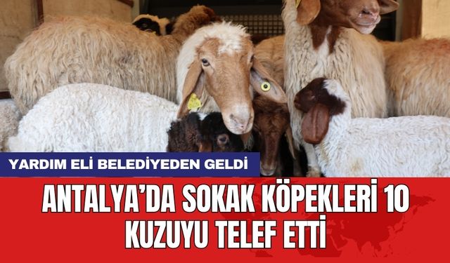 Antalya’da sokak köpekleri 10 kuzuyu telef etti: Yardım eli belediyeden geldi