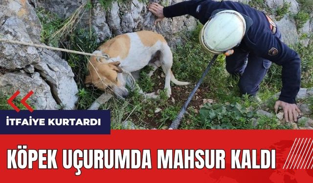 Hatay'da köpek uçurumda mahsur kaldı