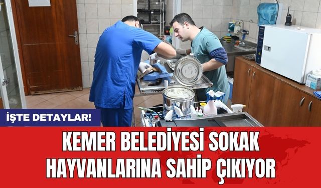 Kemer Belediyesi sokak hayvanlarına sahip çıkıyor