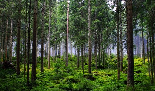 Orman envanteri gözlem noktalarında yapılacak iş ve işlemleri hizmeti alınacak